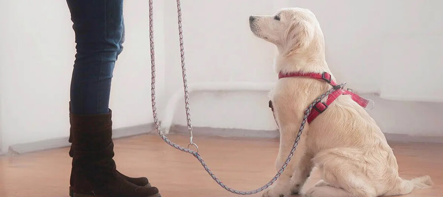  How to Teach Your Puppy to Walk on a Leash